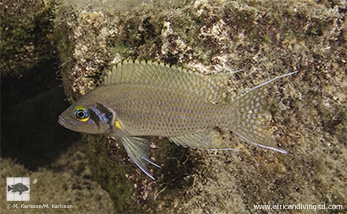 Neolamprologus pulcher 'Katili Bay'